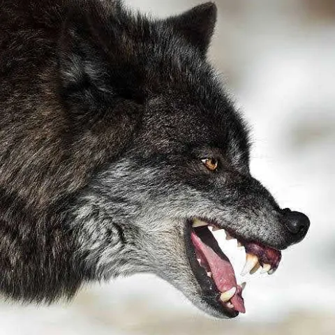 Timothy Gulledge (Kindolf)