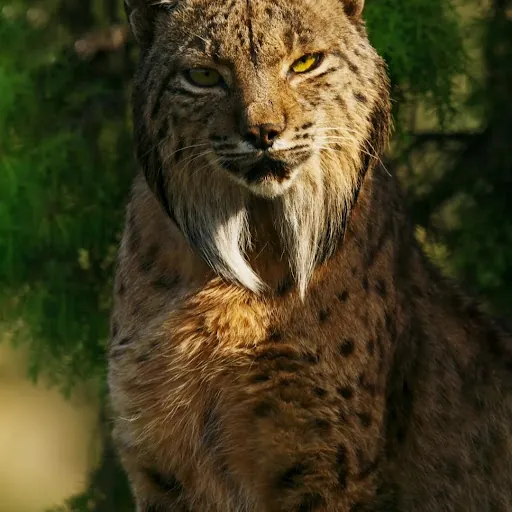 theordinarylynx !