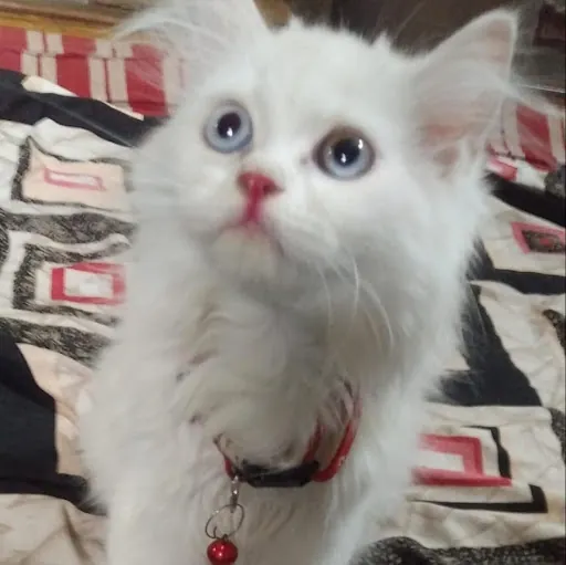 Sadia and Afreen Naz