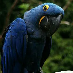 Elizabetha Arkwright (Enchantedwinter)