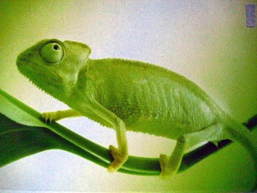 Stenagriz Stenagriz.