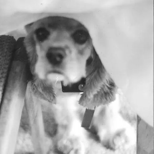 Holly Rustycopper Emmons