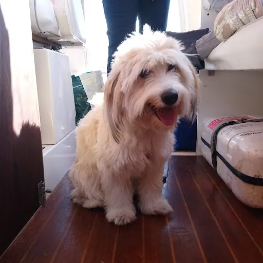 The life of Bryndís