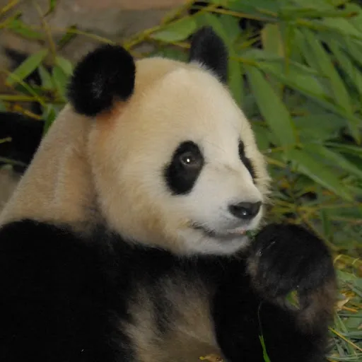 Panda Panda