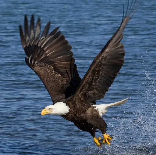 Yousef Abusamra Hanani