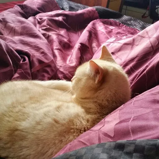 Josh 'Veldrym' Cauchi