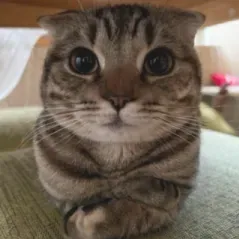 Agnetha Jainiya Bellany