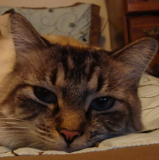 Eddie Hyman (Hymanator)