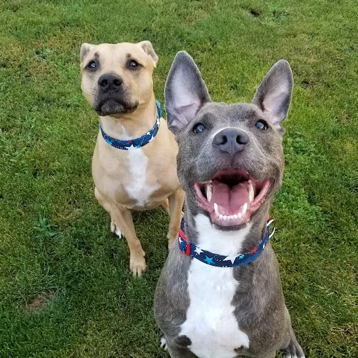 Carrie “Biscuit” Holzhauer