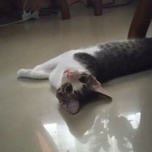 James Cedrick Agustin