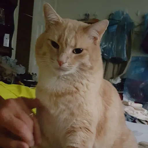 Joanna Pelphrey (StarBurst)