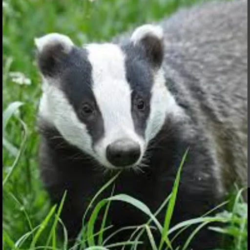 Mr. Badger