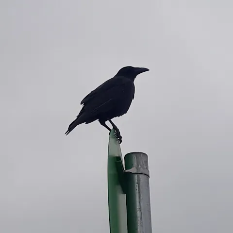 Scott “Don Avocado” Partridge