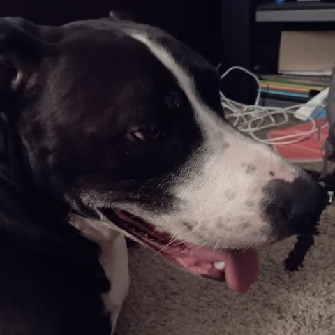 Princess Cece Galloway