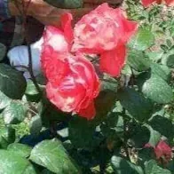 13 AYESHAKAINAAT IXB