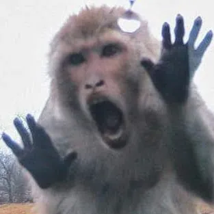Screaming Monkey