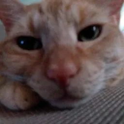 J Hall (felisfanaticus)