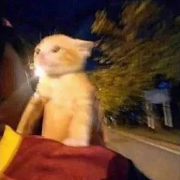 yaya ๑ↀᆺↀ๑