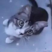 Midnight the Baby-Eyes Cat