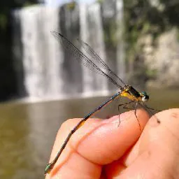 Everlasting Blessings