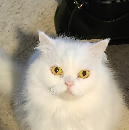 Yeshua My Messiah (KikiD32)