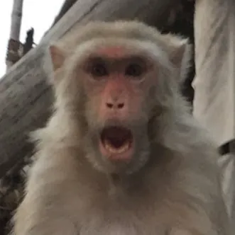 Dave's not here, man.