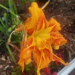 Dabrona Adams (D. Adams)