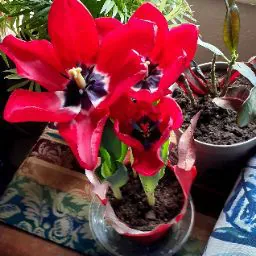 MysticSinZ File Sales