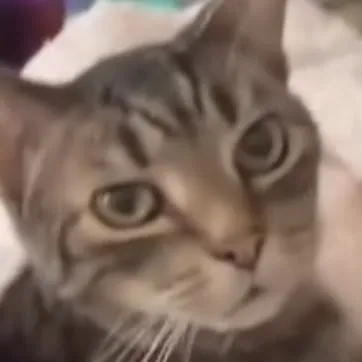 Mohammad Sazidul Alam