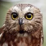 Angel Dominick Secerio