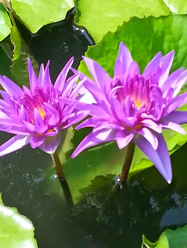 Lori Parnell Mallard