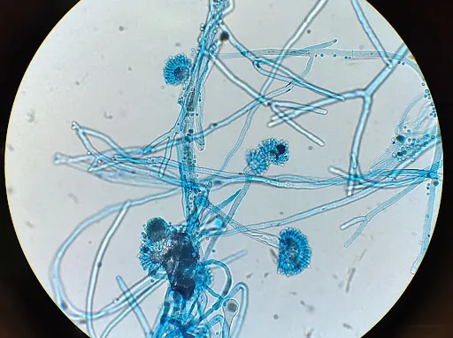 Alexander Dugan (Alex)