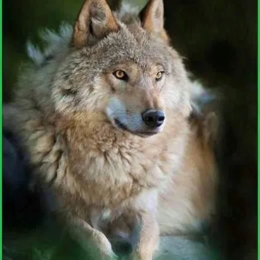 Christopher Thatcher (SavageGemini)