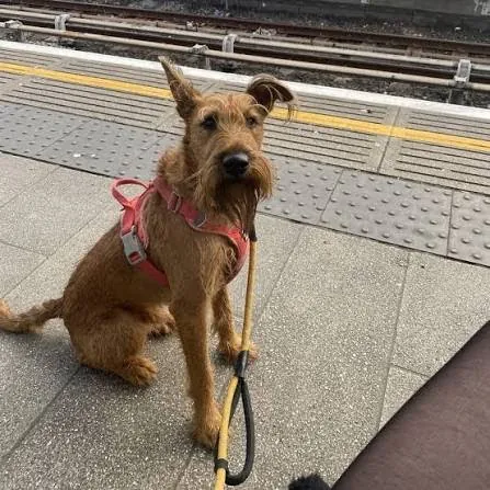 Christine “Nico” Rex