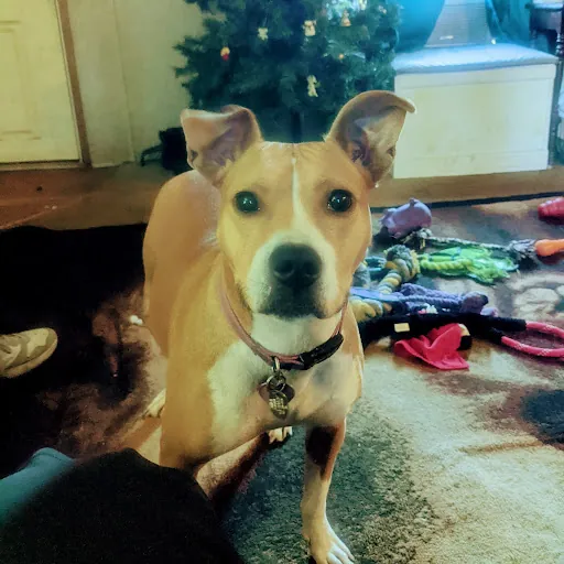 the first were dragon