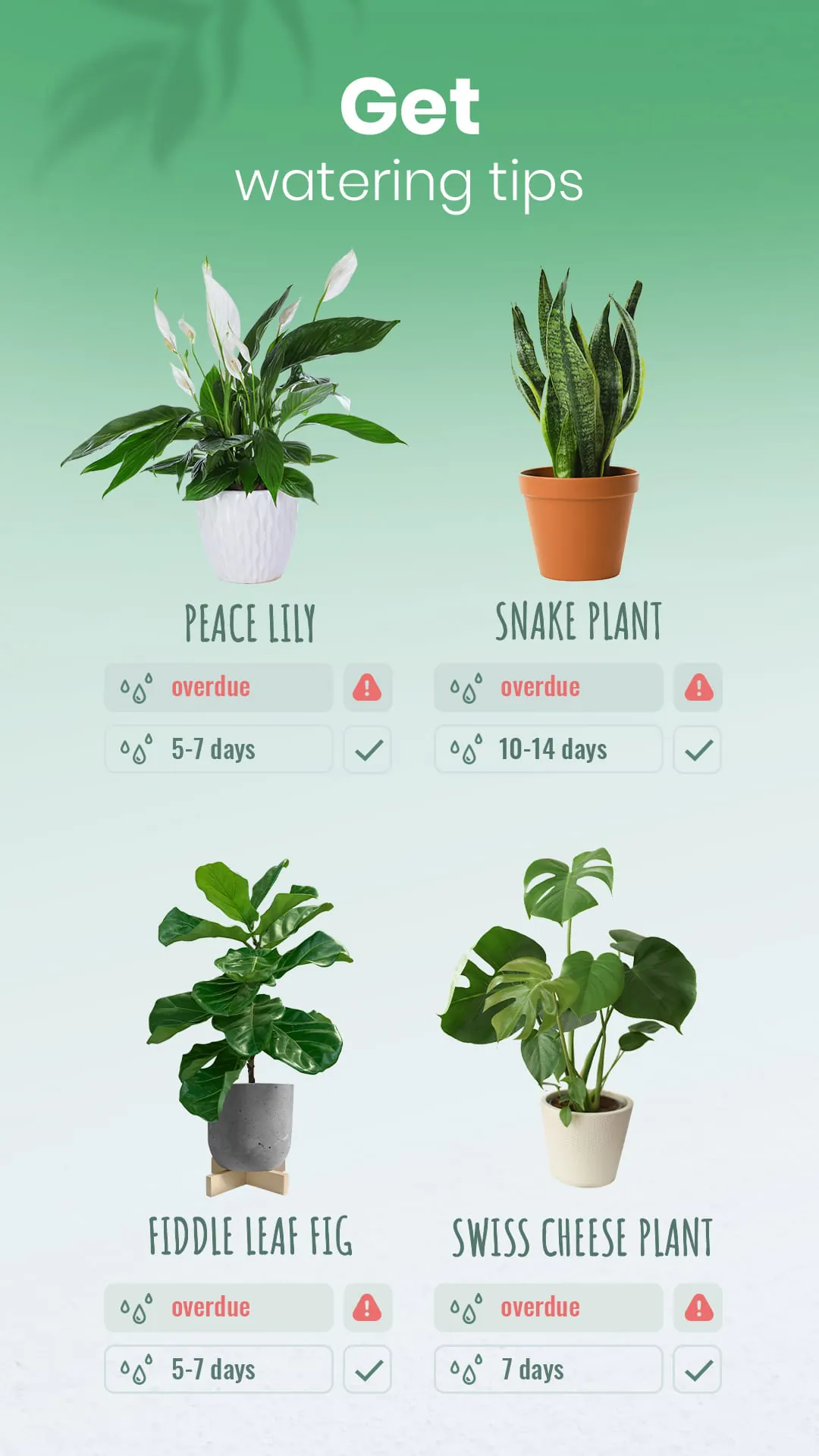 Blossom - Plant Identifier