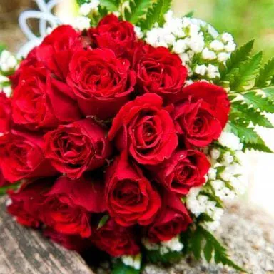 Lovely Flowers Images