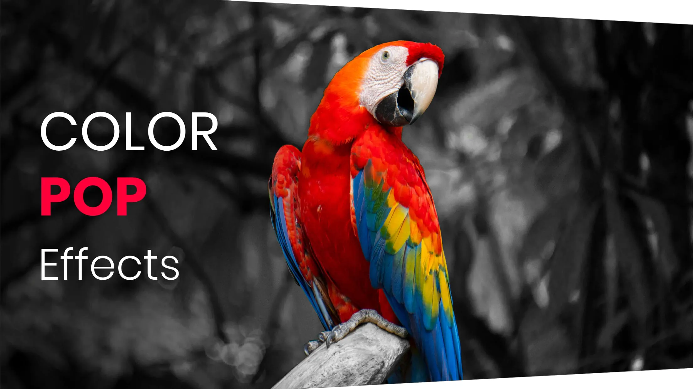 Color Pop Effects Photo Editor