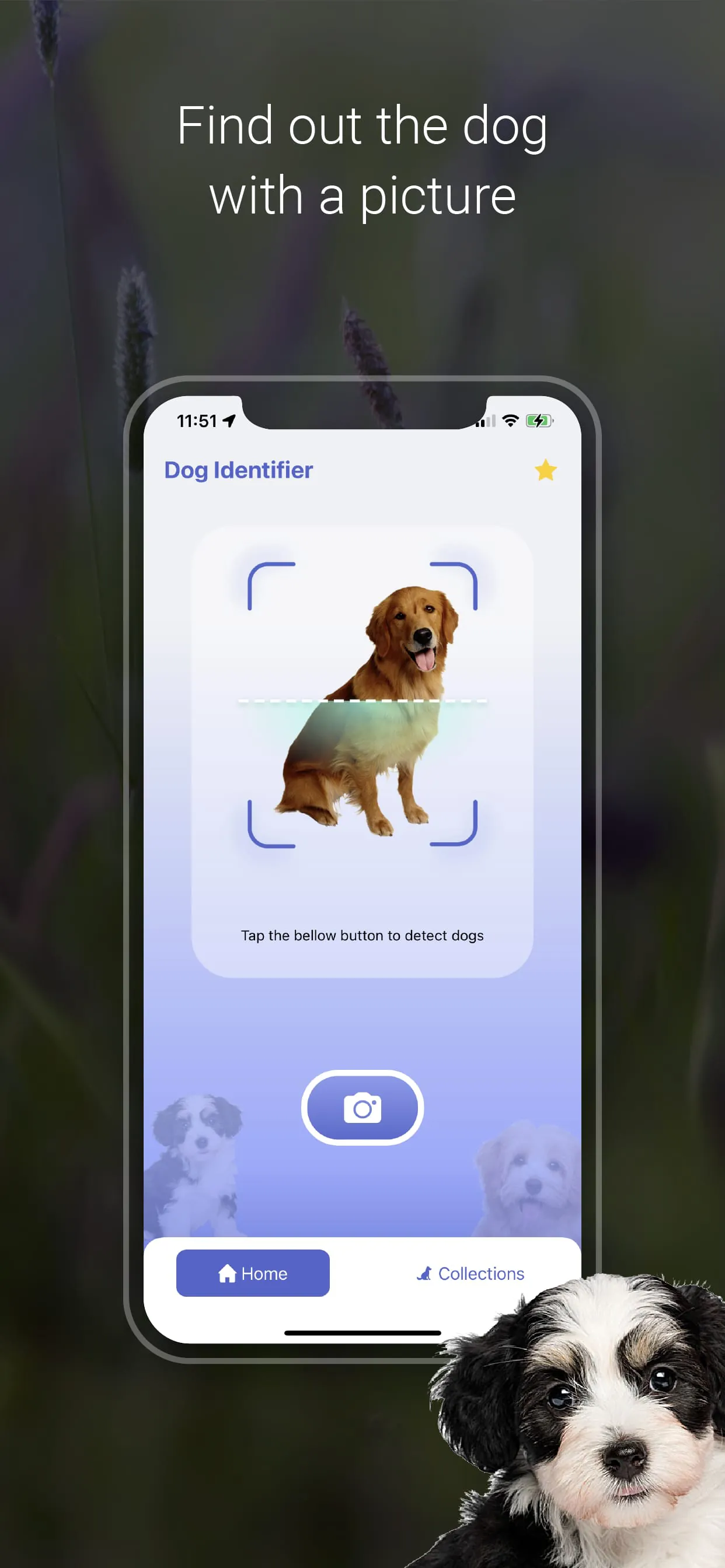 Dog Scanner: Breed Identifier