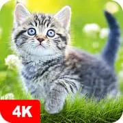 Cat Wallpapers & Cute Kittens